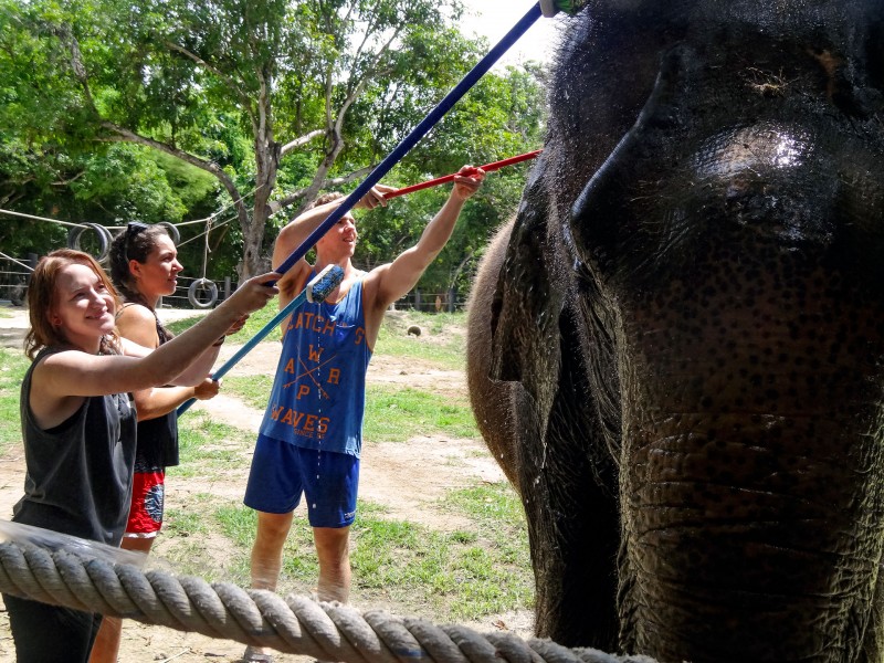 Vrijwilligers-wassen een olifant